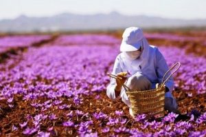 فصل برداشت گل زعفران در ایران