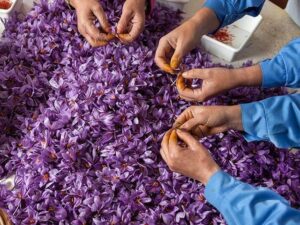 خرید زعفران عمده بسته بندی
